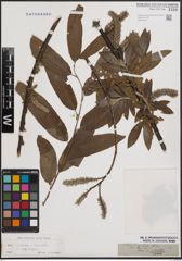 Foto von Salix cinerea L. x Salix viminalis L.